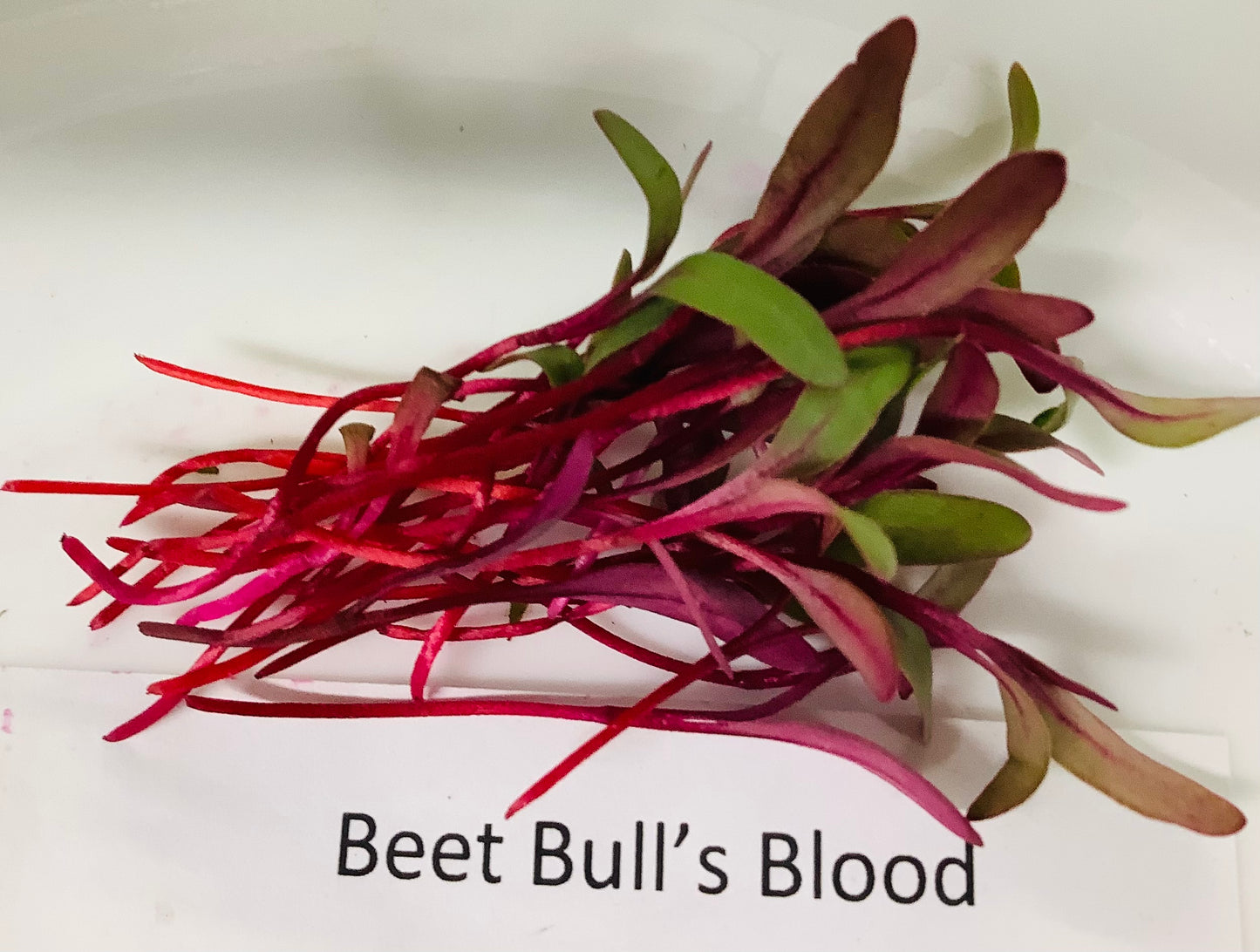Beet, Bull's Blood