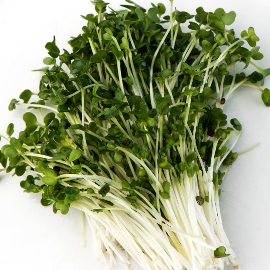 Broccoli