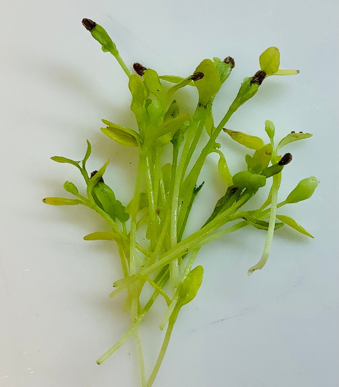 Celery
