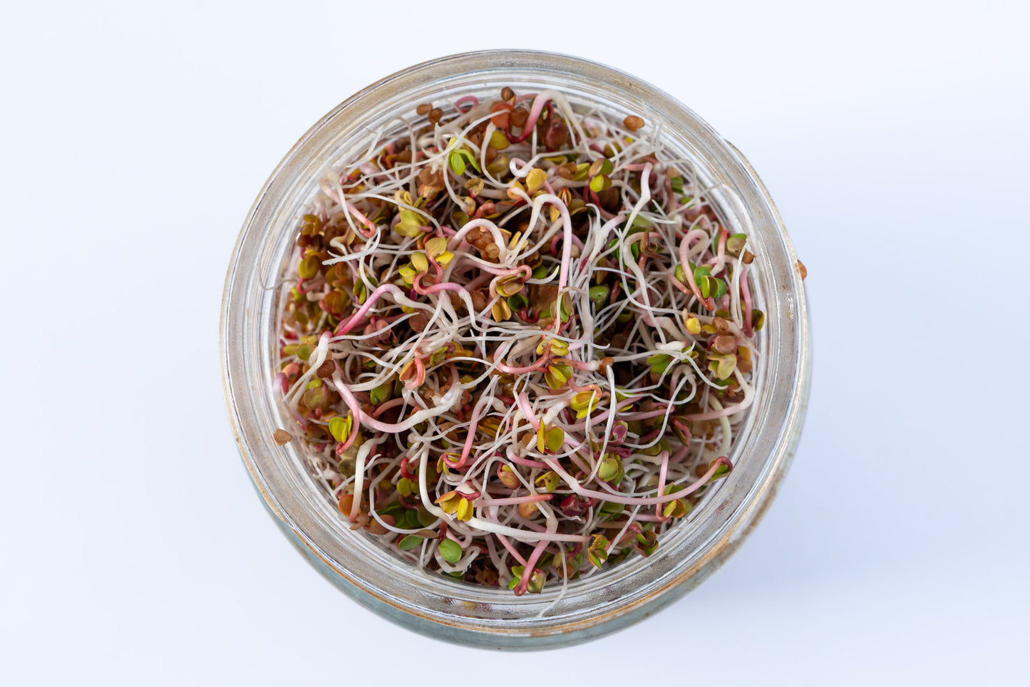 Radish, China Rose