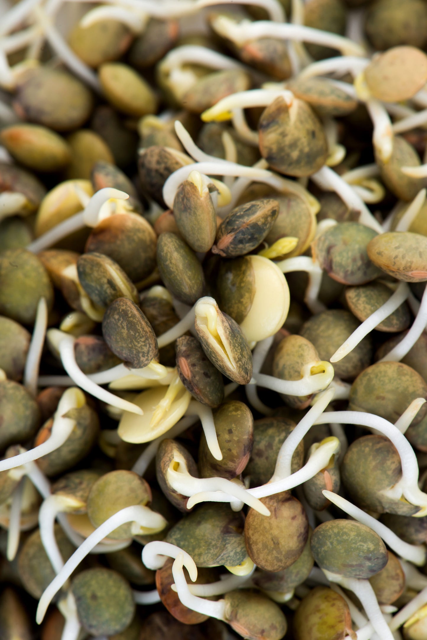 Lentils, French Green