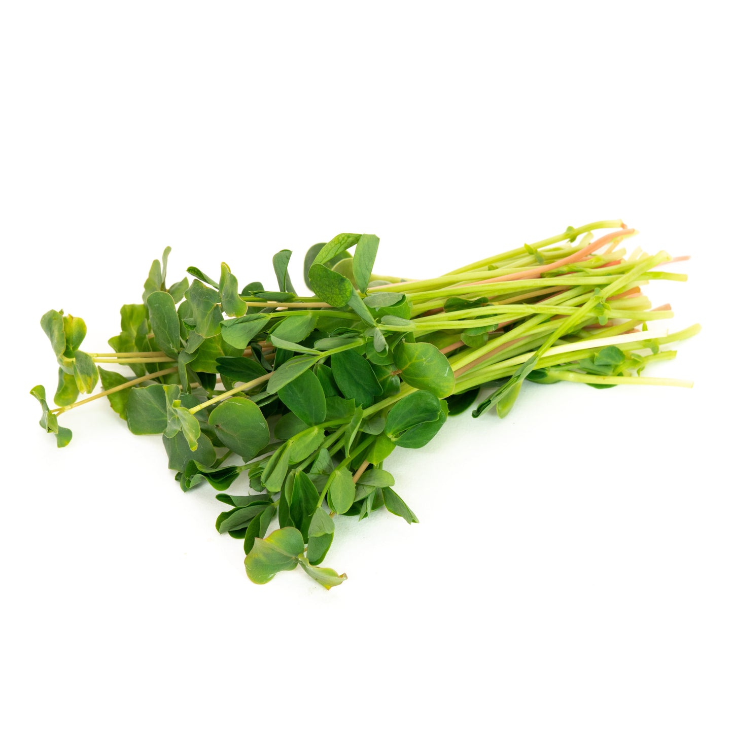 Microgreen Salad Mix