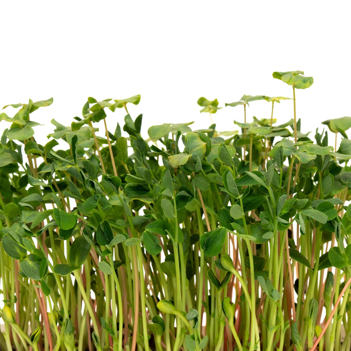 Microgreen Salad Mix