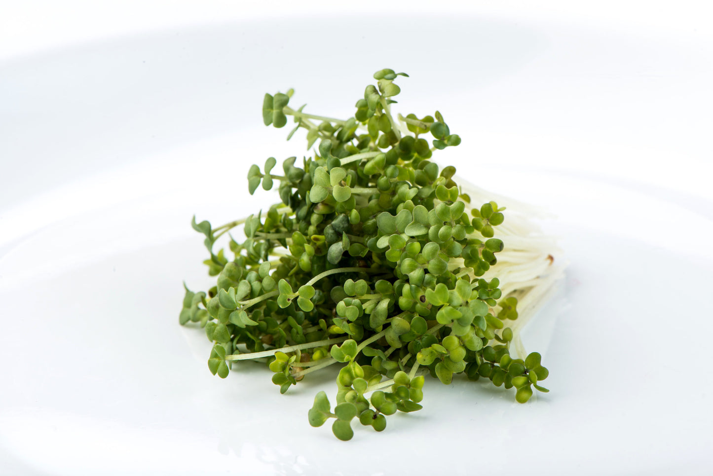 Mustard, Oriental Wasabi