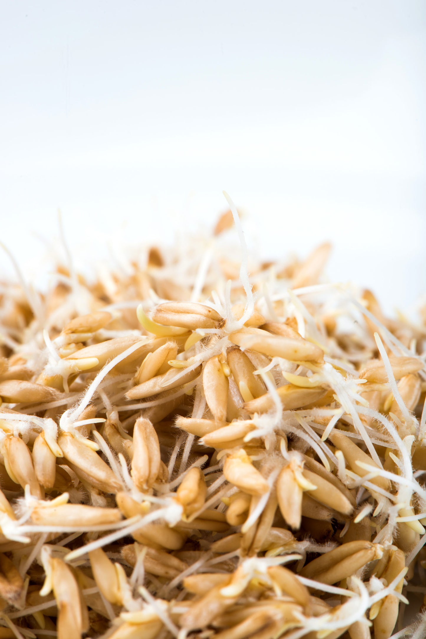 Oats, Hulless