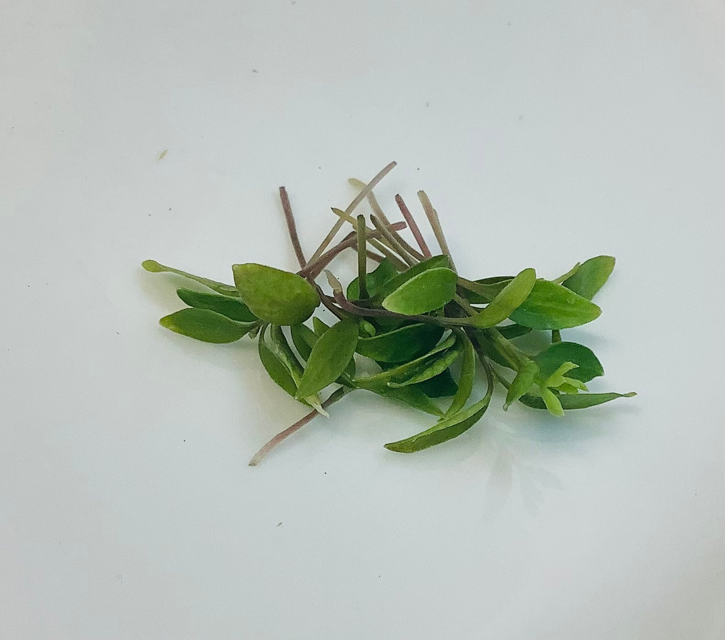 Parsley