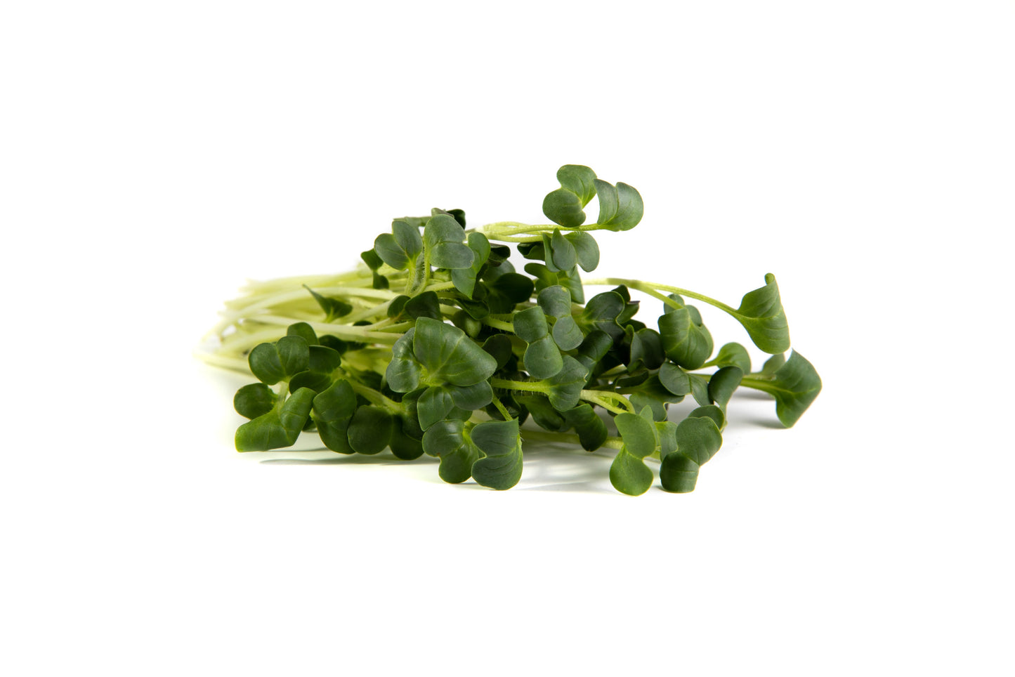 Radish, Daikon