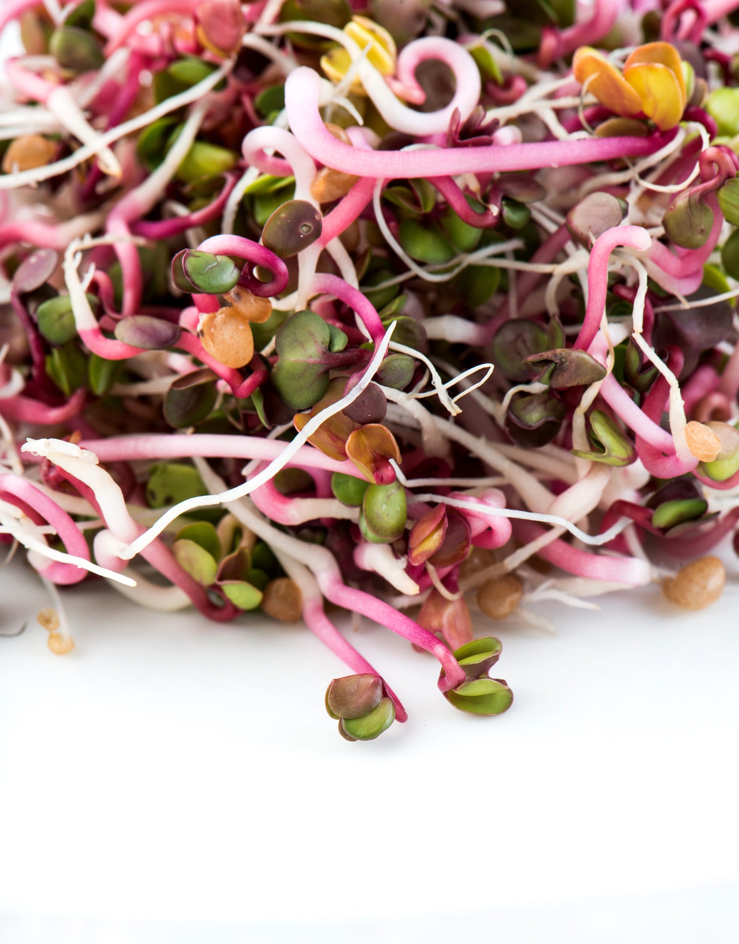 Radish, Ruby Stem