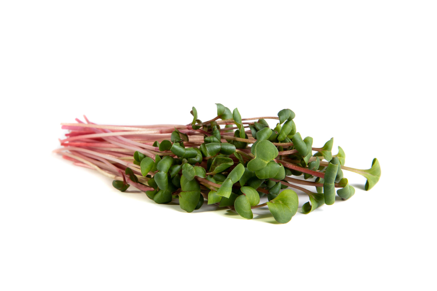 Radish, Ruby Stem