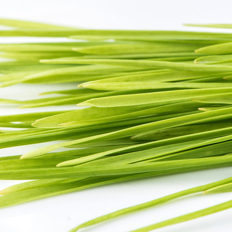 Wheat, Hard Red Spring