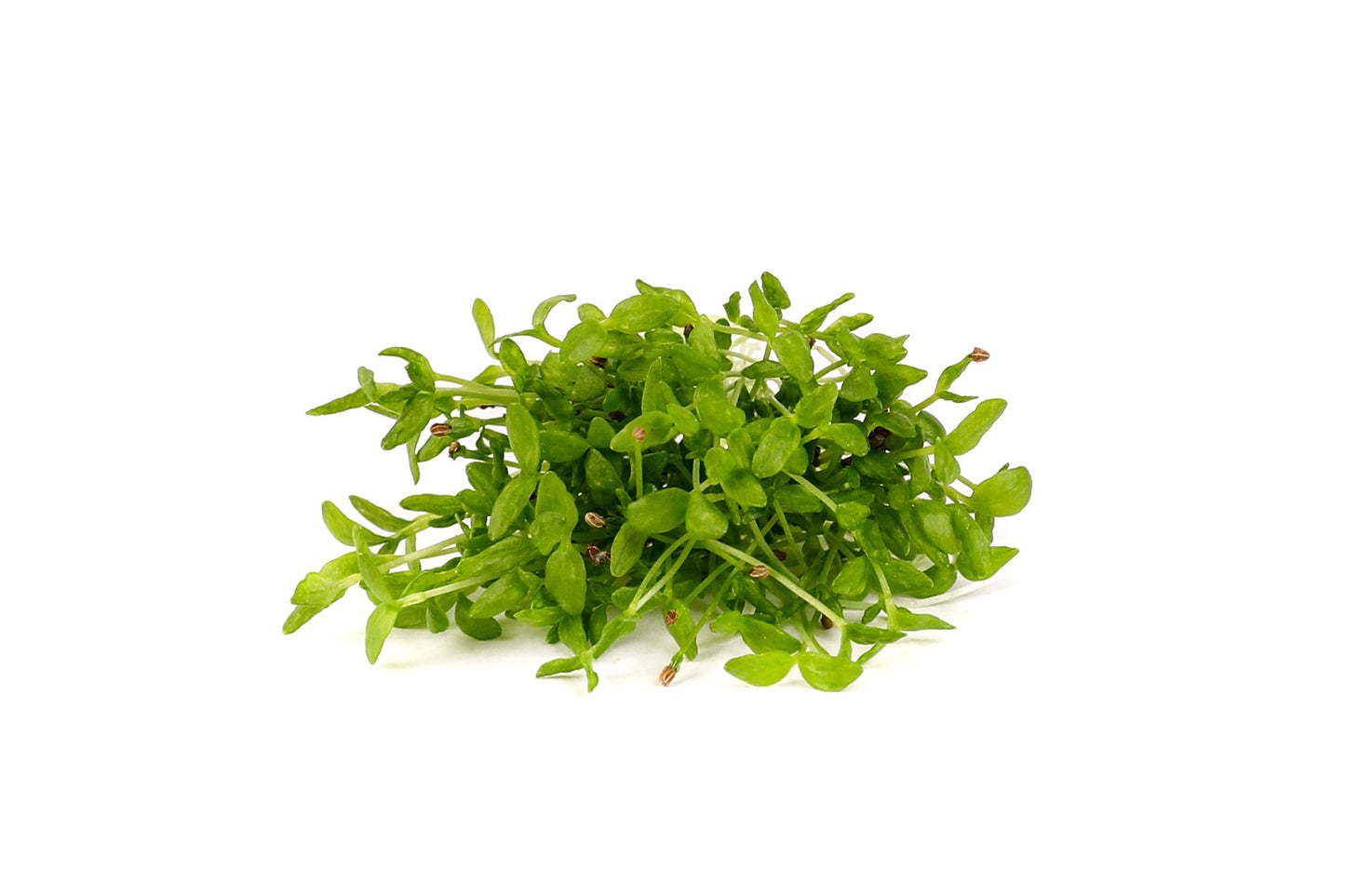 Celery