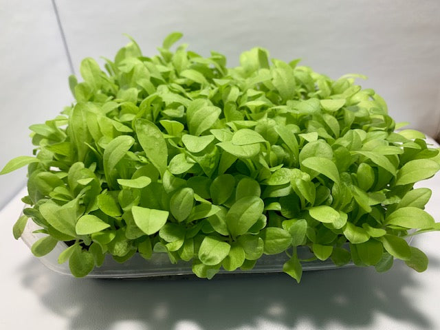 Chicory