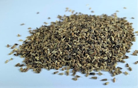 Chicory