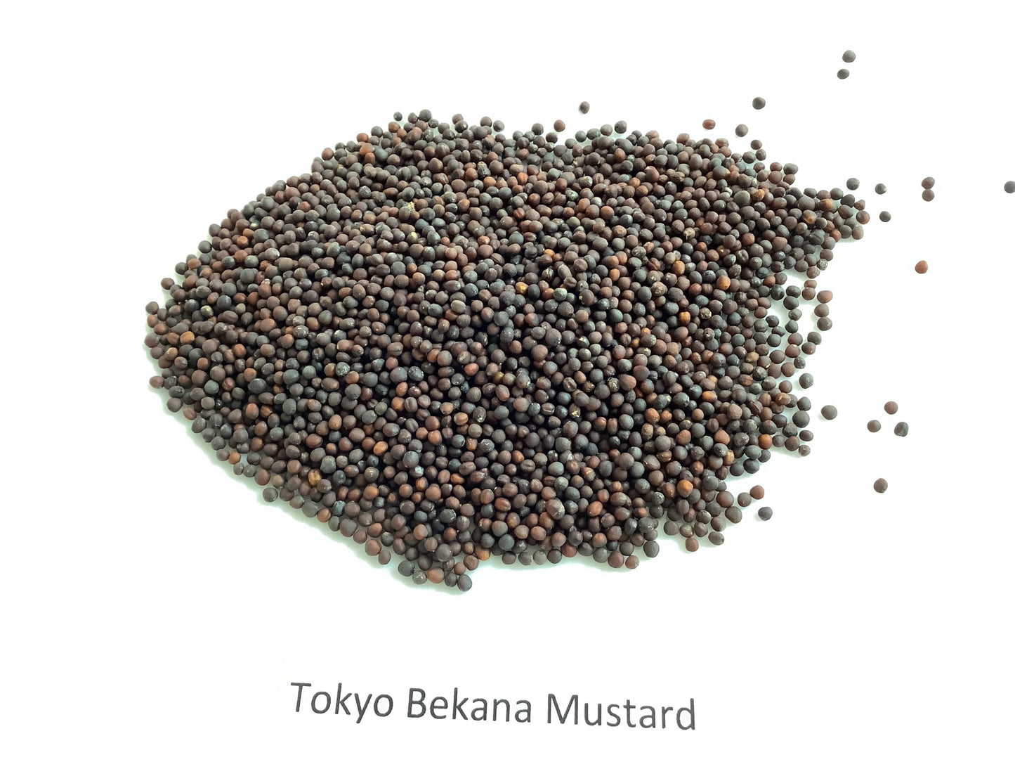 Mustard, Tokyo Bekana