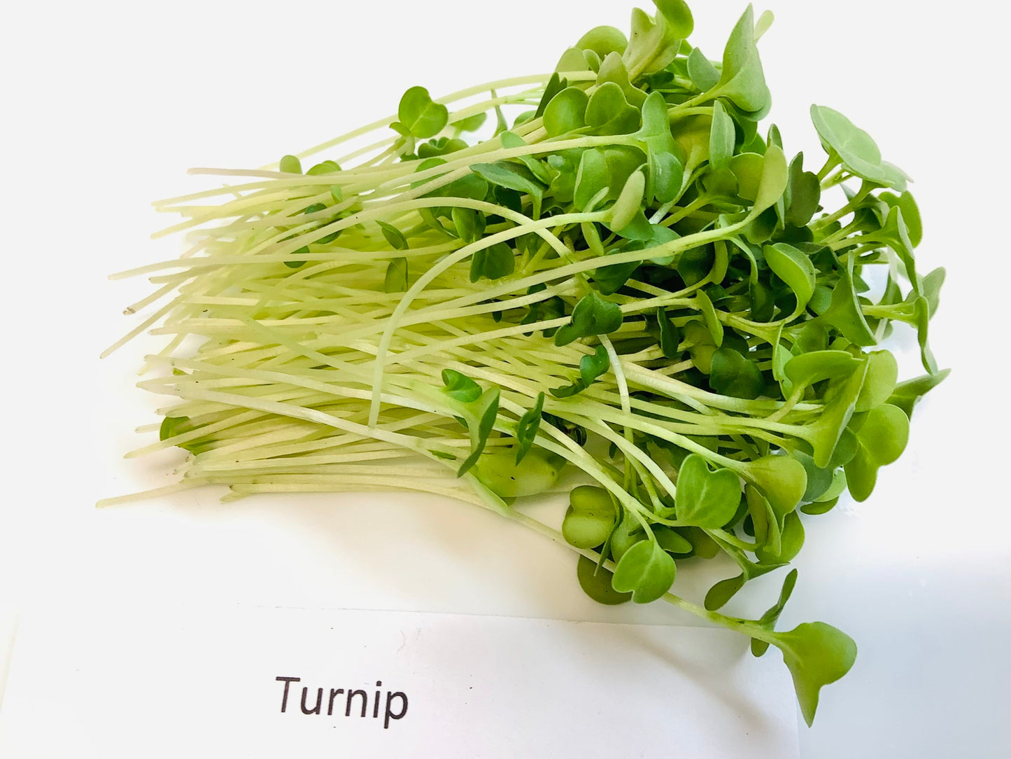 Turnip