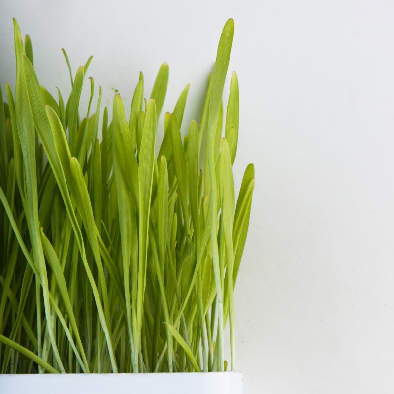 Barley, hulls on