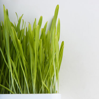 Barley, hulls on