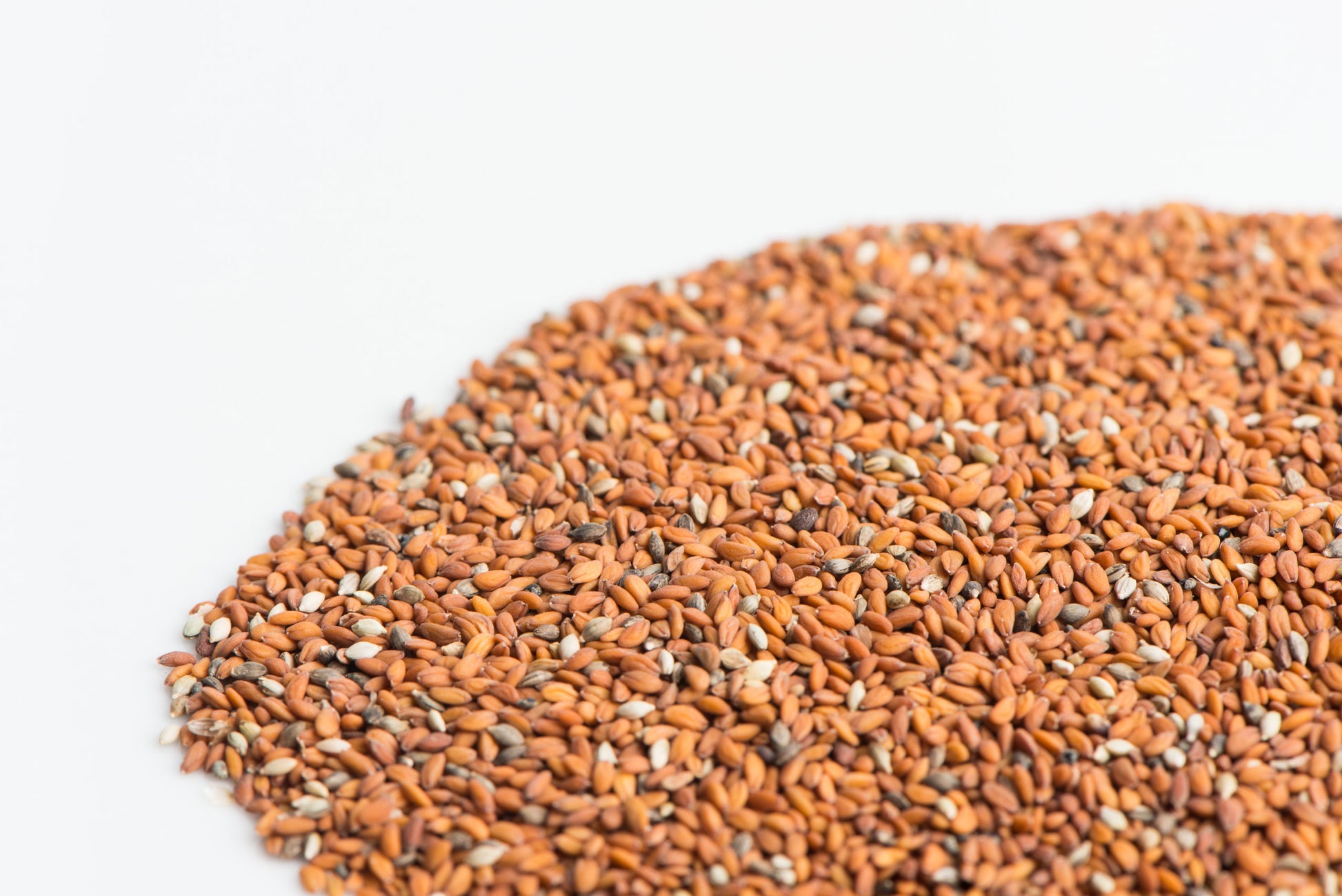 garden cress seeds in english Curly Cress (Garden Cress) – Mumm's Sprouting Seeds