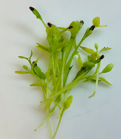 Celery