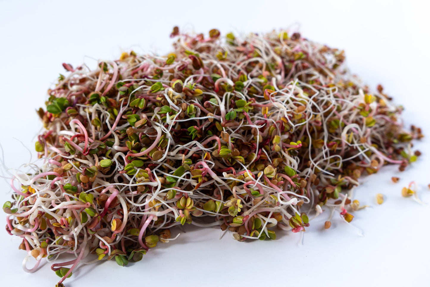 Radish, China Rose
