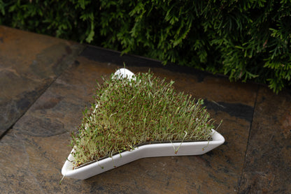 Euro Tray Sprouter