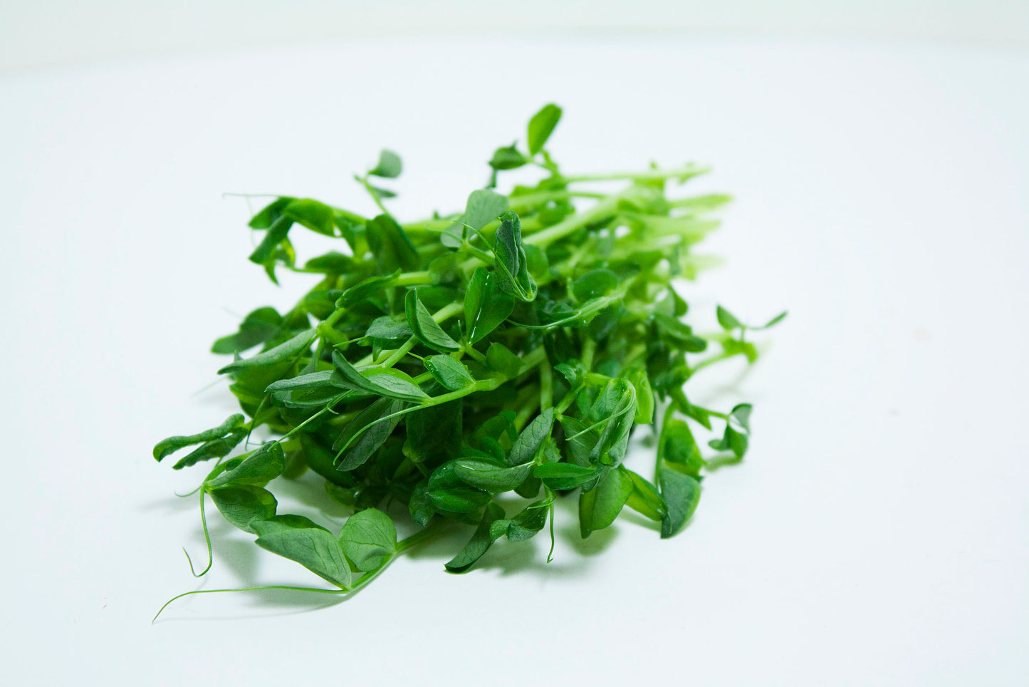 Pea, Dwarf Grey Sugar