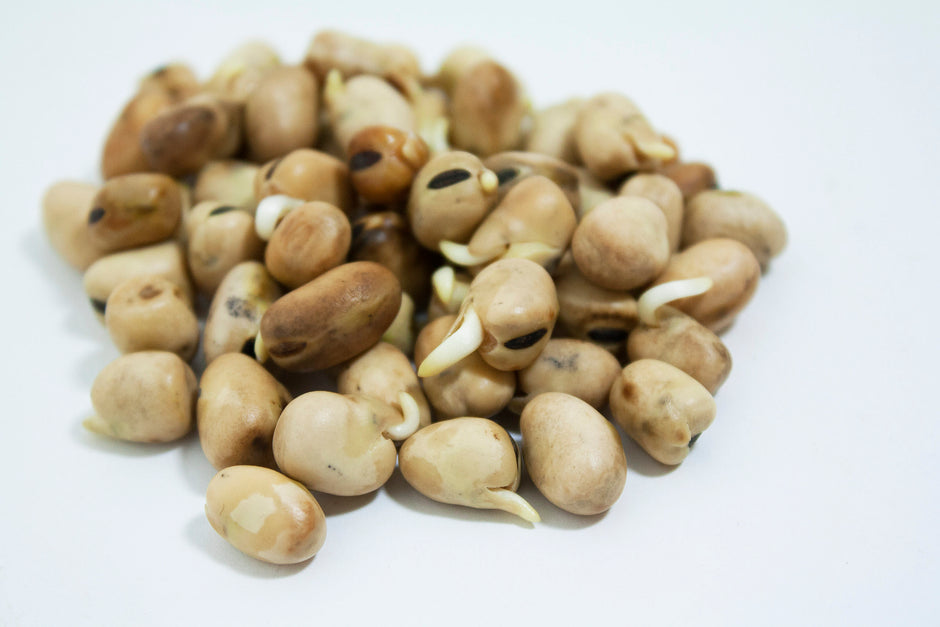 All Seeds – Mumm's Sprouting Seeds