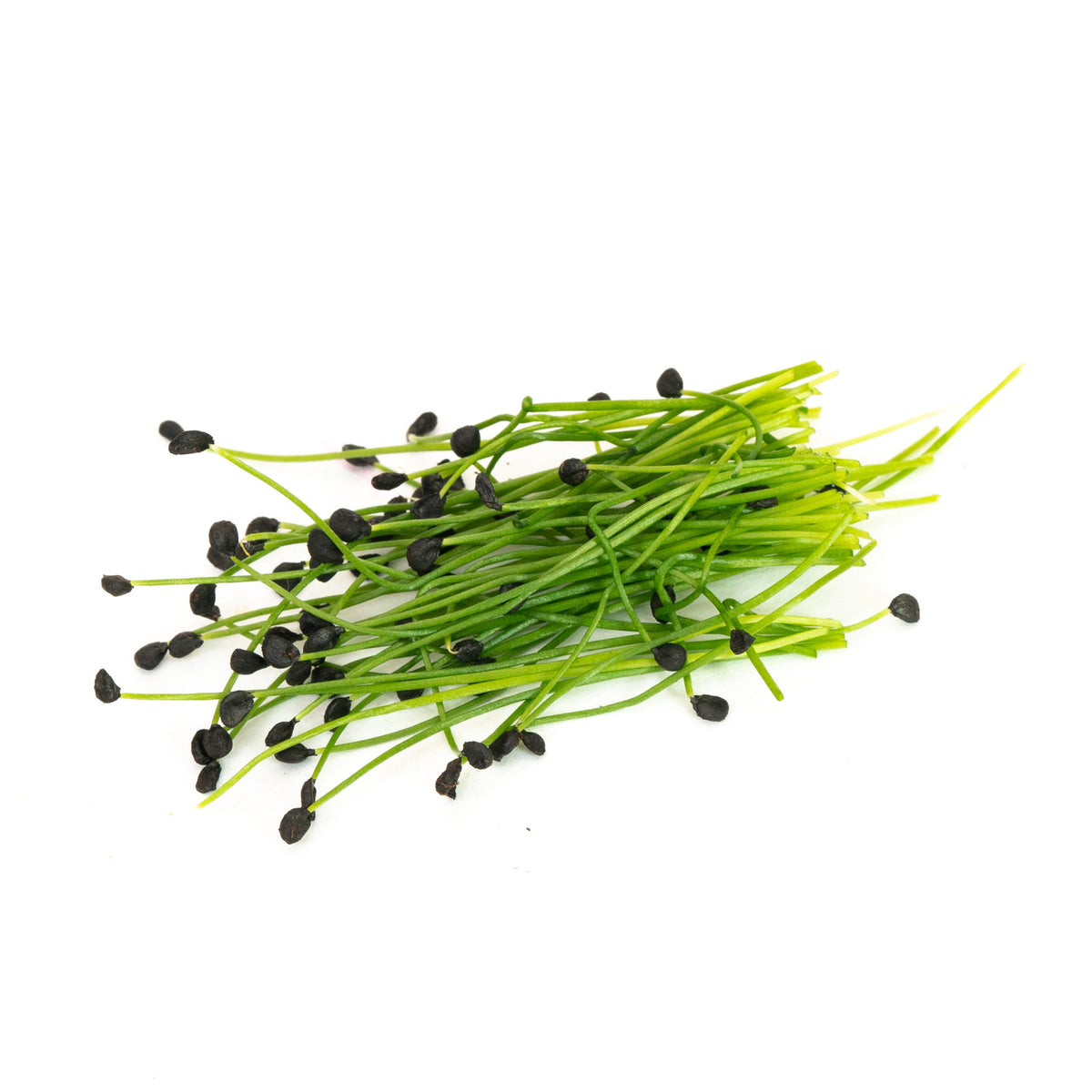 Sprouted Chive Chives, Garlic – Mumm's Sprouting Seeds