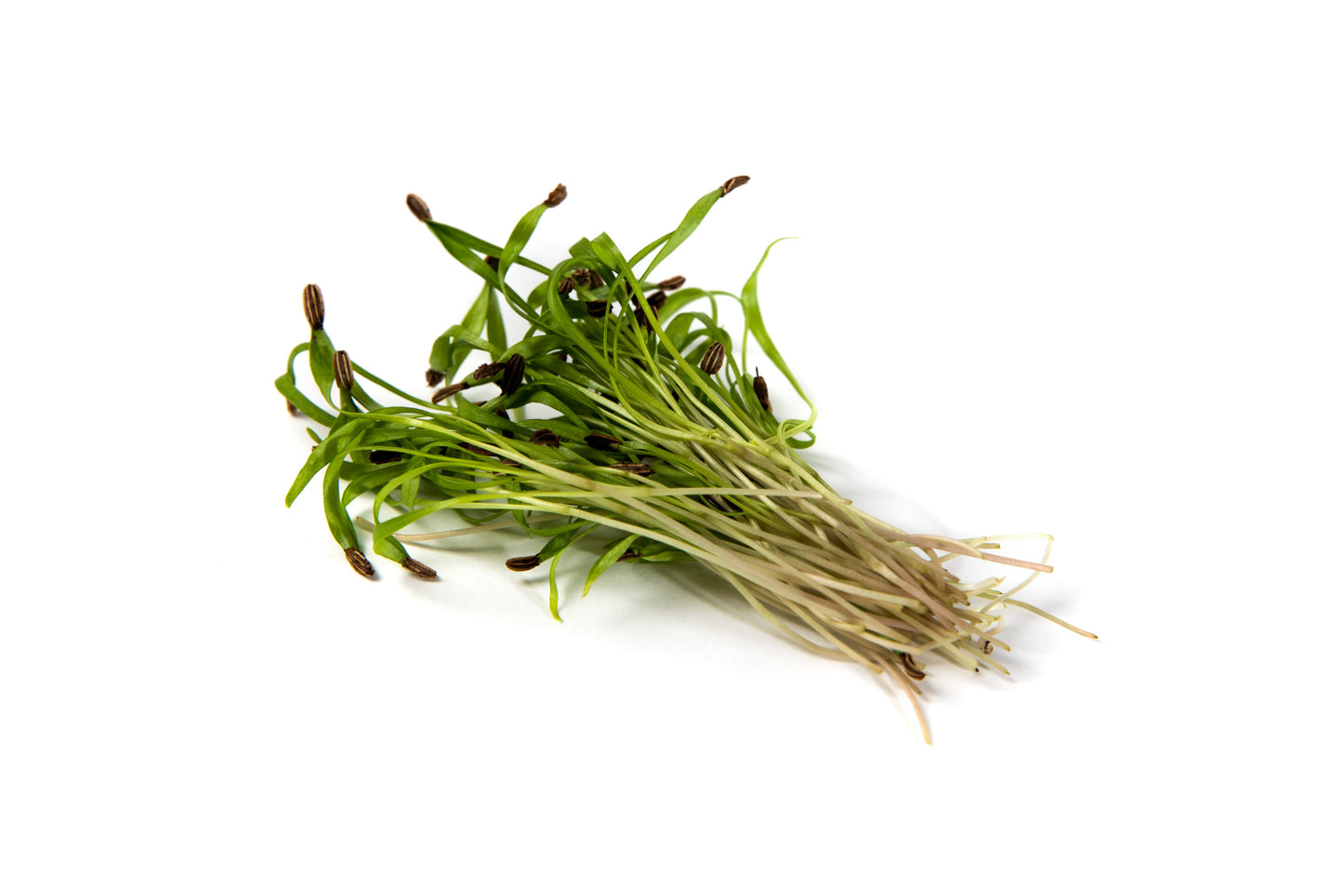 Fennel