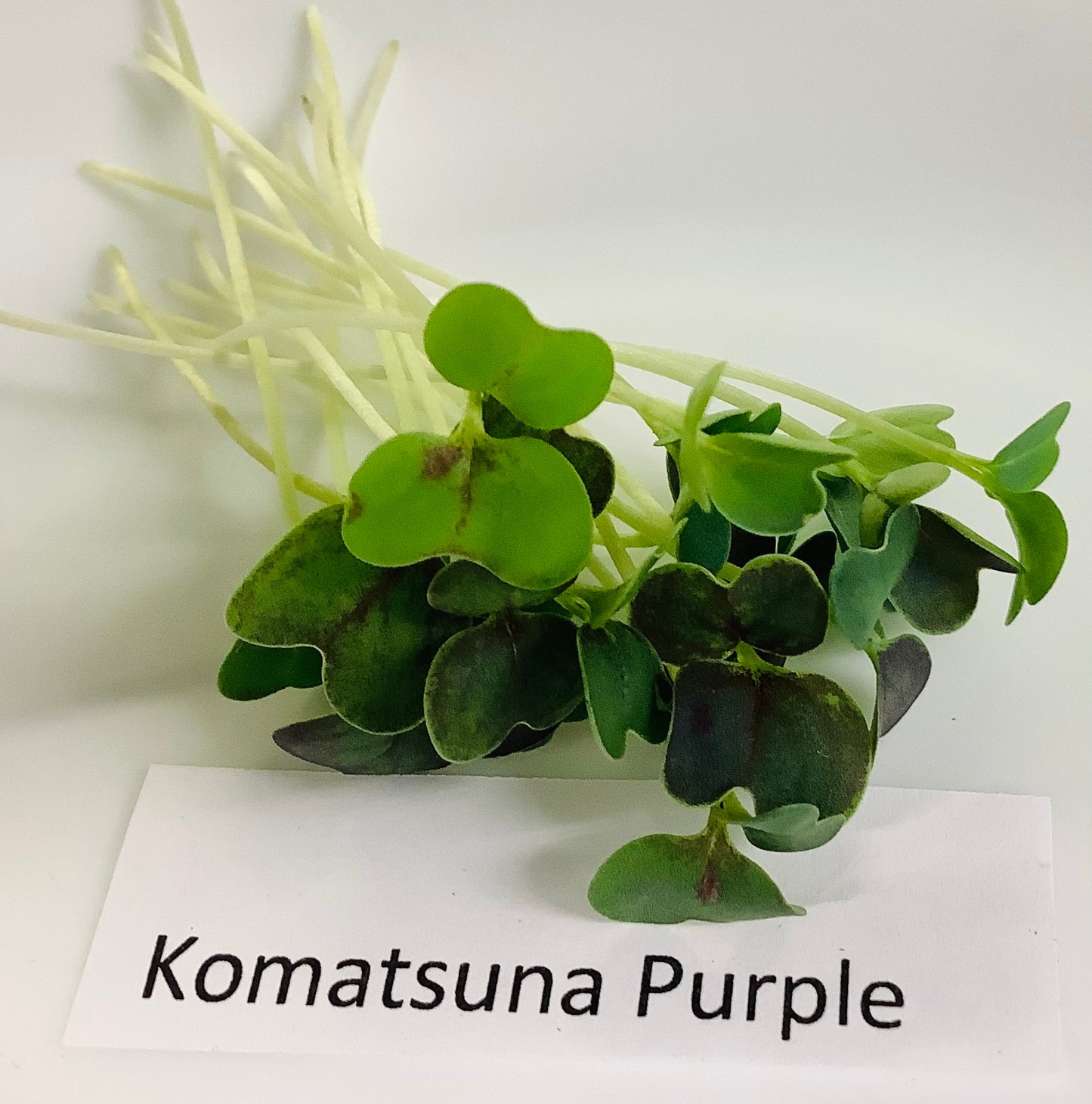 Komatsuna, Purple