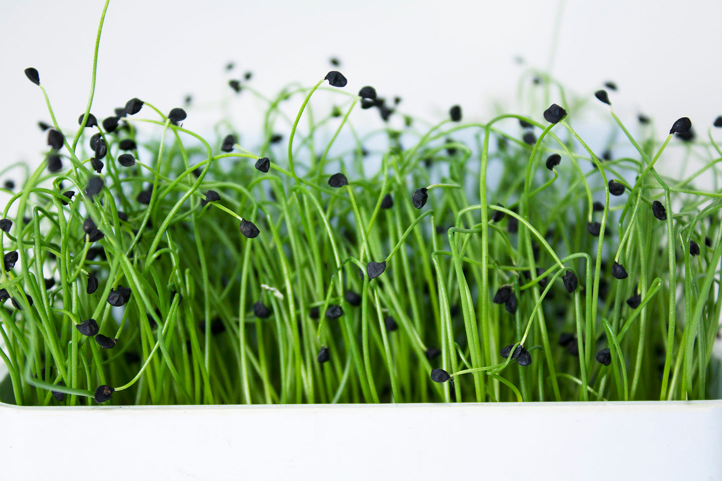 Chives, Onion