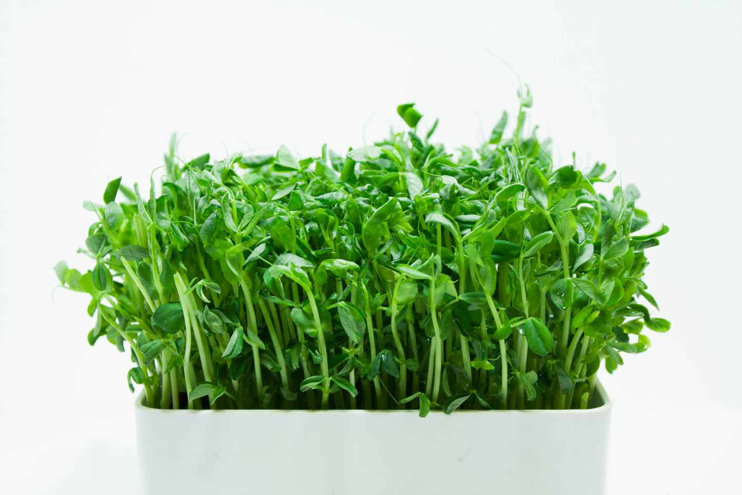 Pea, Dwarf Grey Sugar