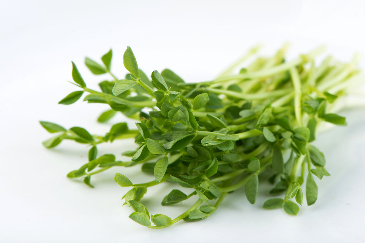 Pea Splat Pea, Speckled – Mumm's Sprouting Seeds
