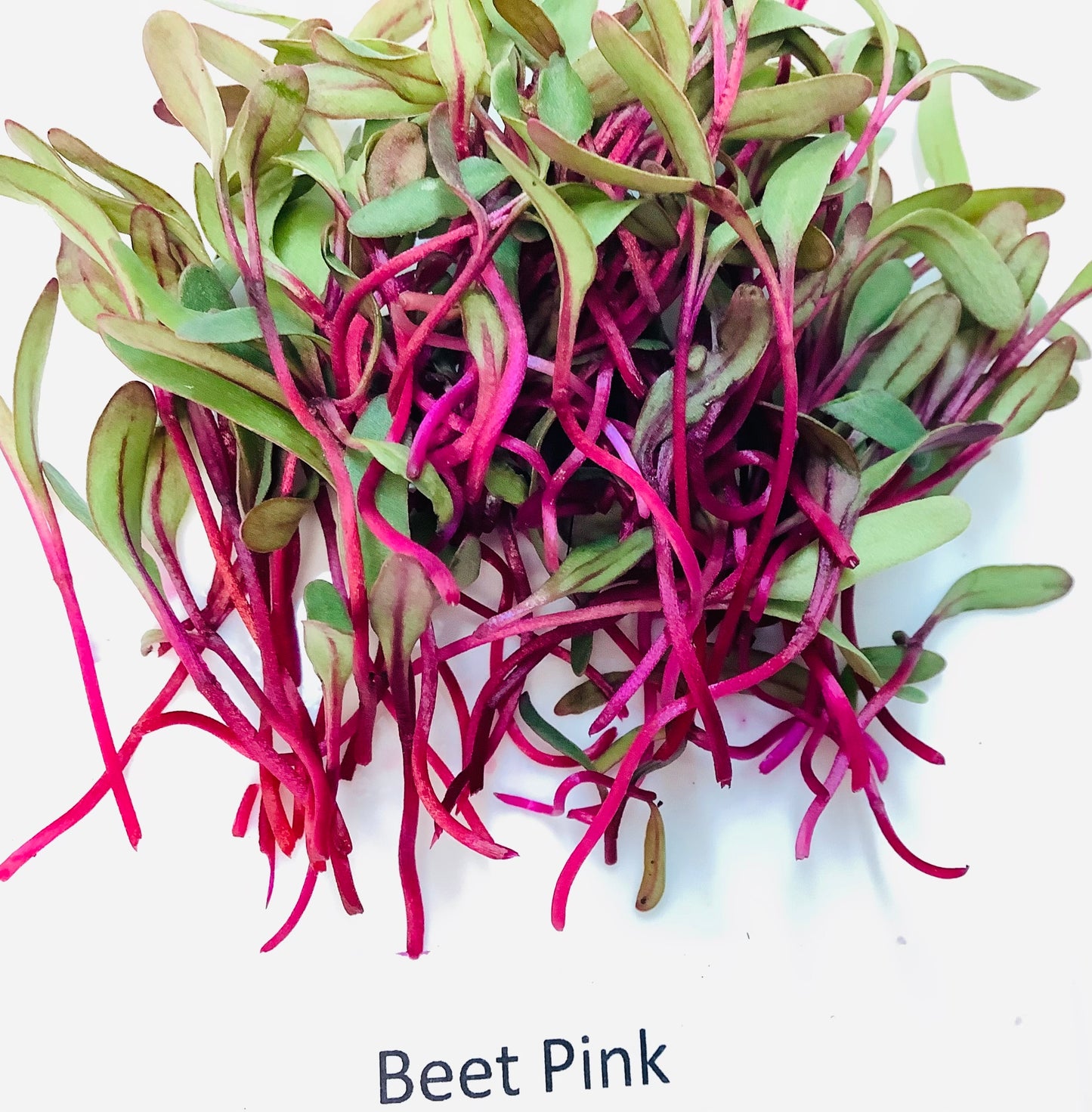 Beet, Pink
