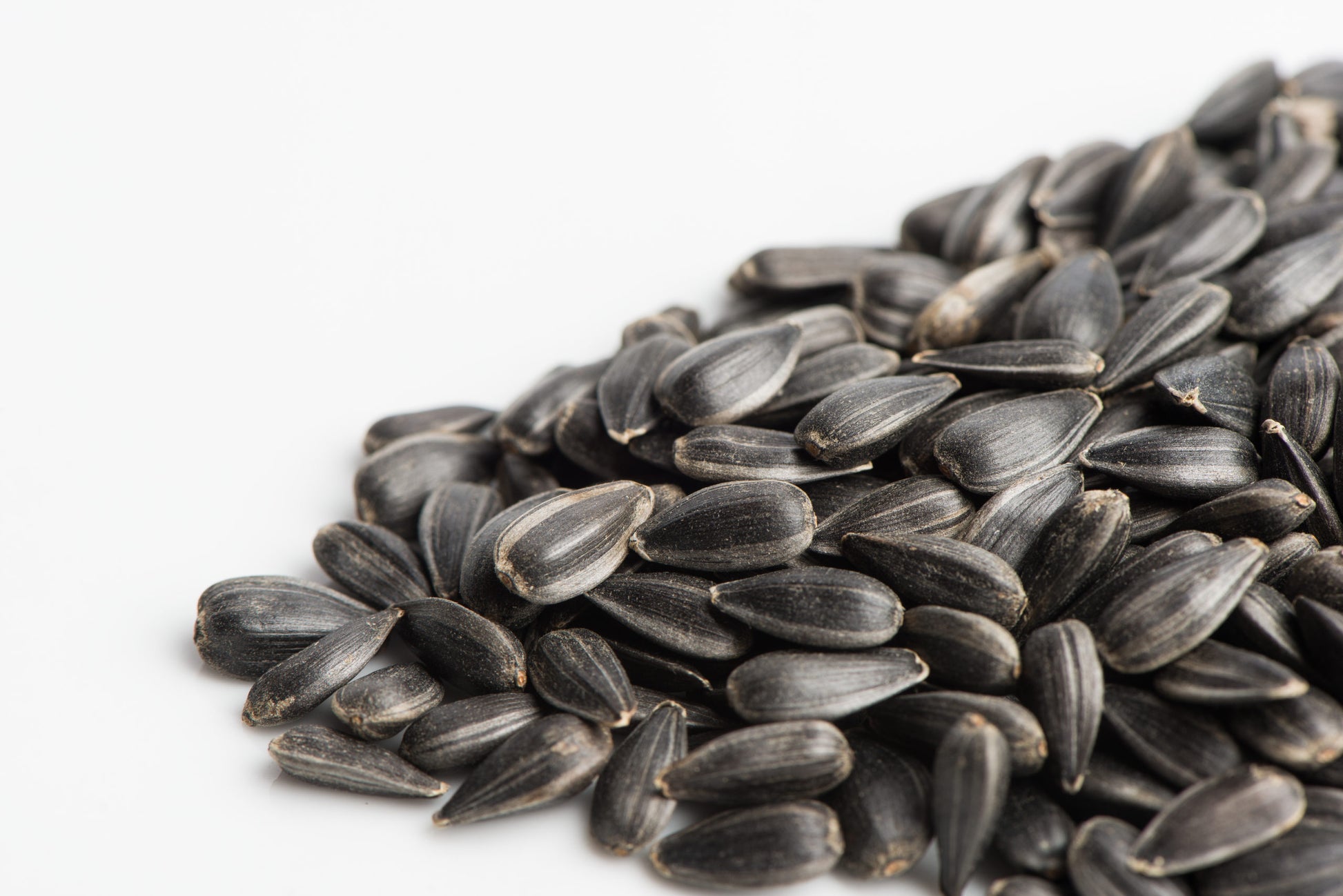 black oil sunflower seeds for planting for sale Sunflower, Black Oil – Mumm's Sprouting Seeds