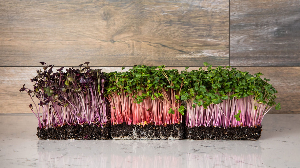 Mumm's Sprouting Seeds | Delicious. Organic. Non GMO.