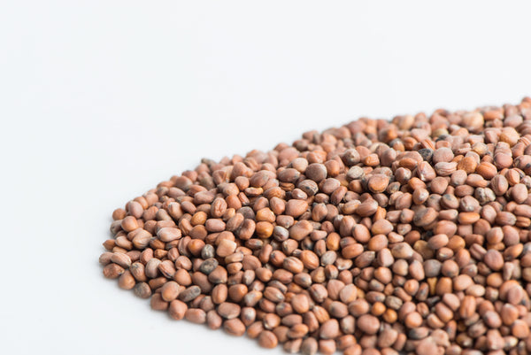 china rose radish sprouting seeds Radish, China Rose – Mumm's Sprouting Seeds