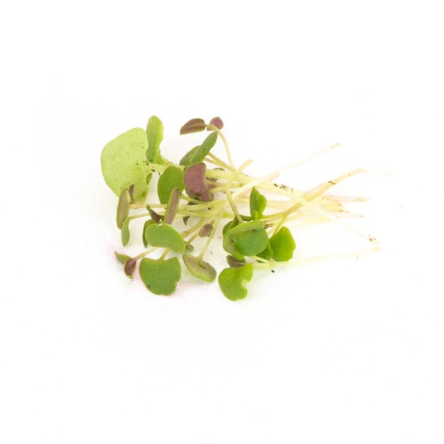 Thyme