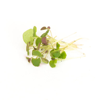 Thyme