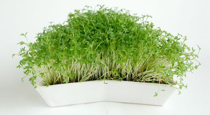 Euro Tray Sprouter