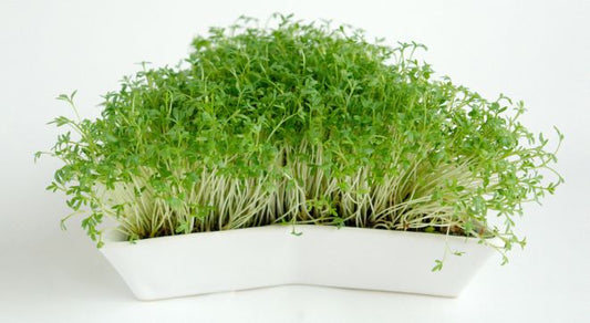 Euro Tray Sprouter