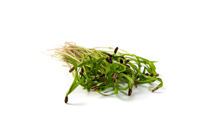 Fennel
