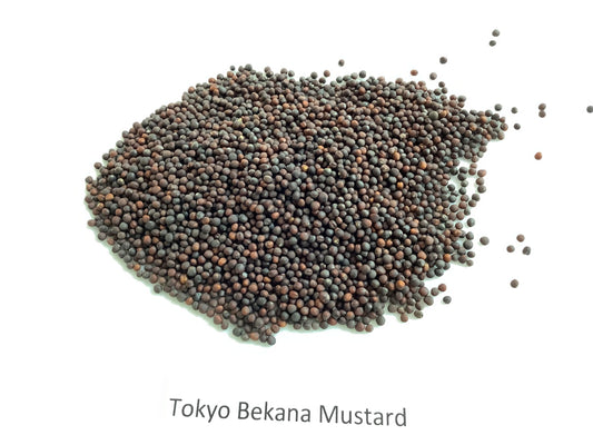 Mustard, Tokyo Bekana