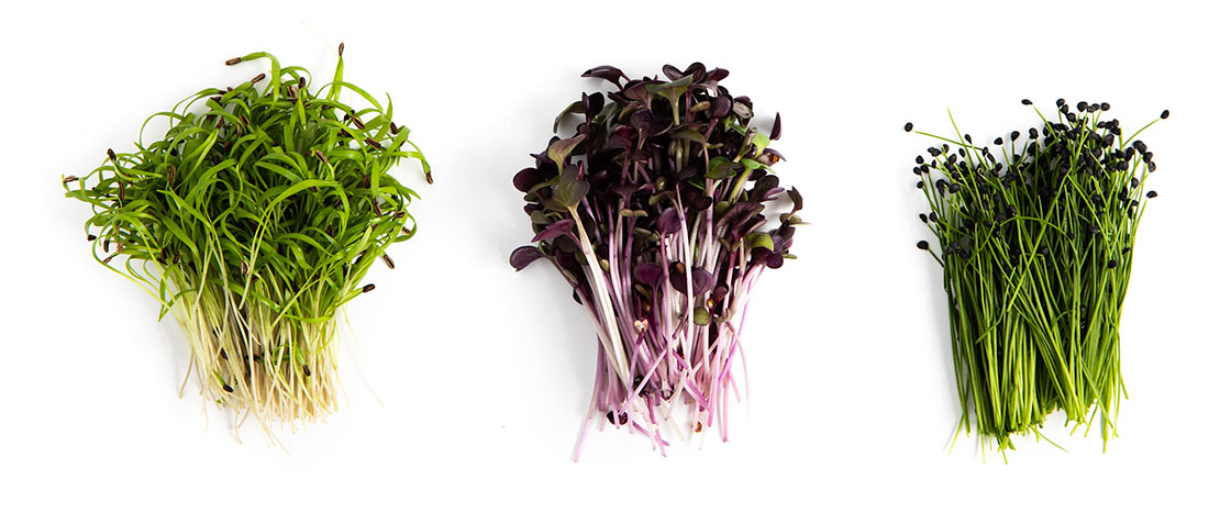 Alfalfa Seeds vs Garden Cress: What is the difference?