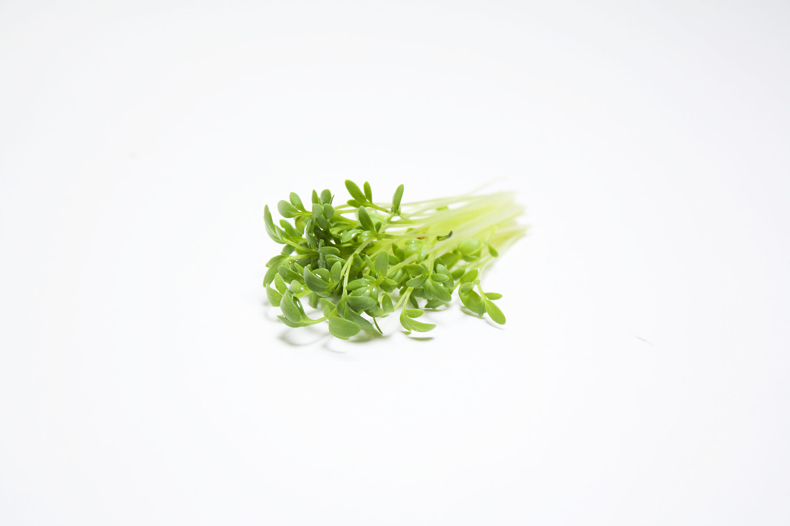 Sprouts, organic, cress, Vegetable sprouts