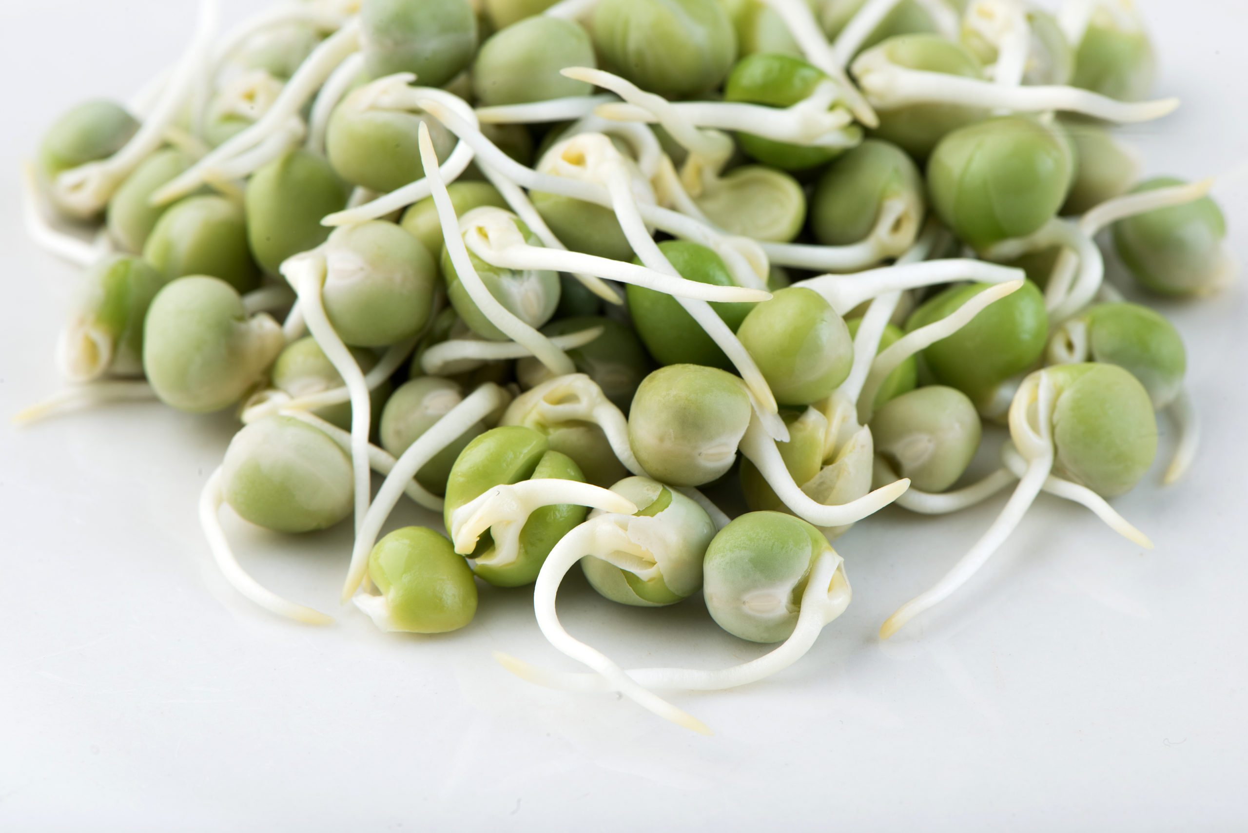 Peas, Green - 125 g - Mumm's Sprouting Seeds