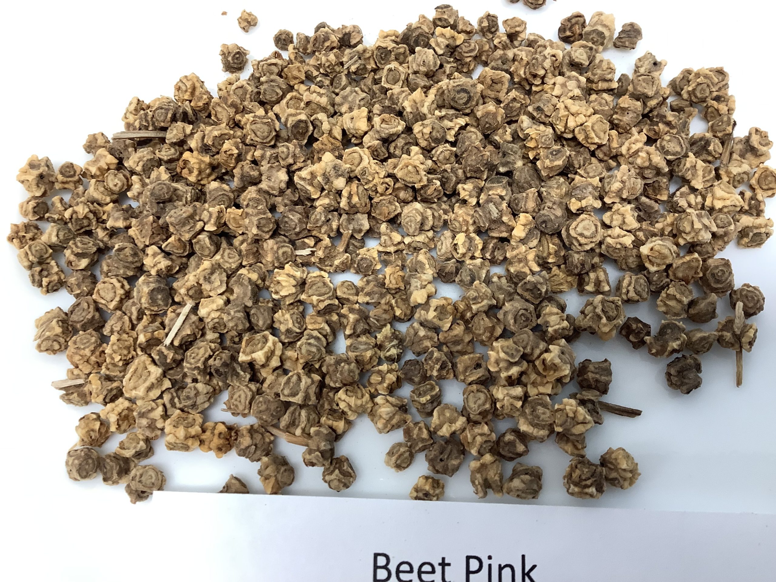 Beet, Pink - Mumm's Sprouting Seeds