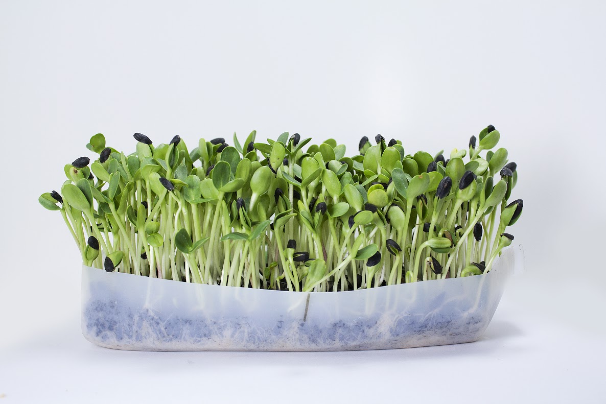 SUNFLOWER 200-10000 Seeds Grey Sprouting ORGANIC MICROGREEN vege sprout sprouts 