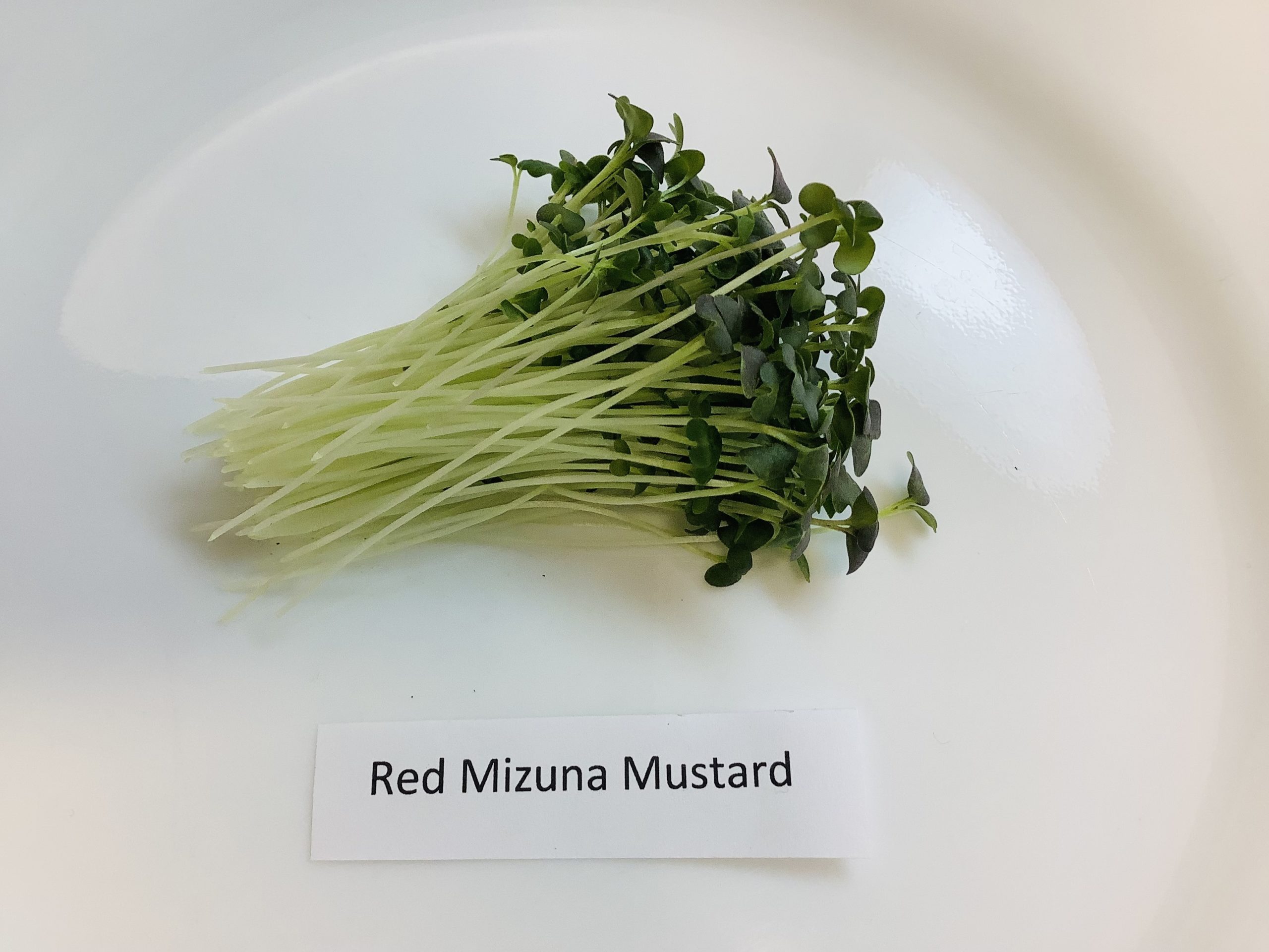 Mizuna Mustard Greens